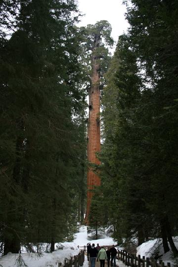 20-Sequoia 0020.JPG